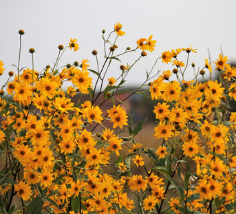 Arnica: The Herbal Superstar for Bruises, Sprains, and Muscle Soreness
