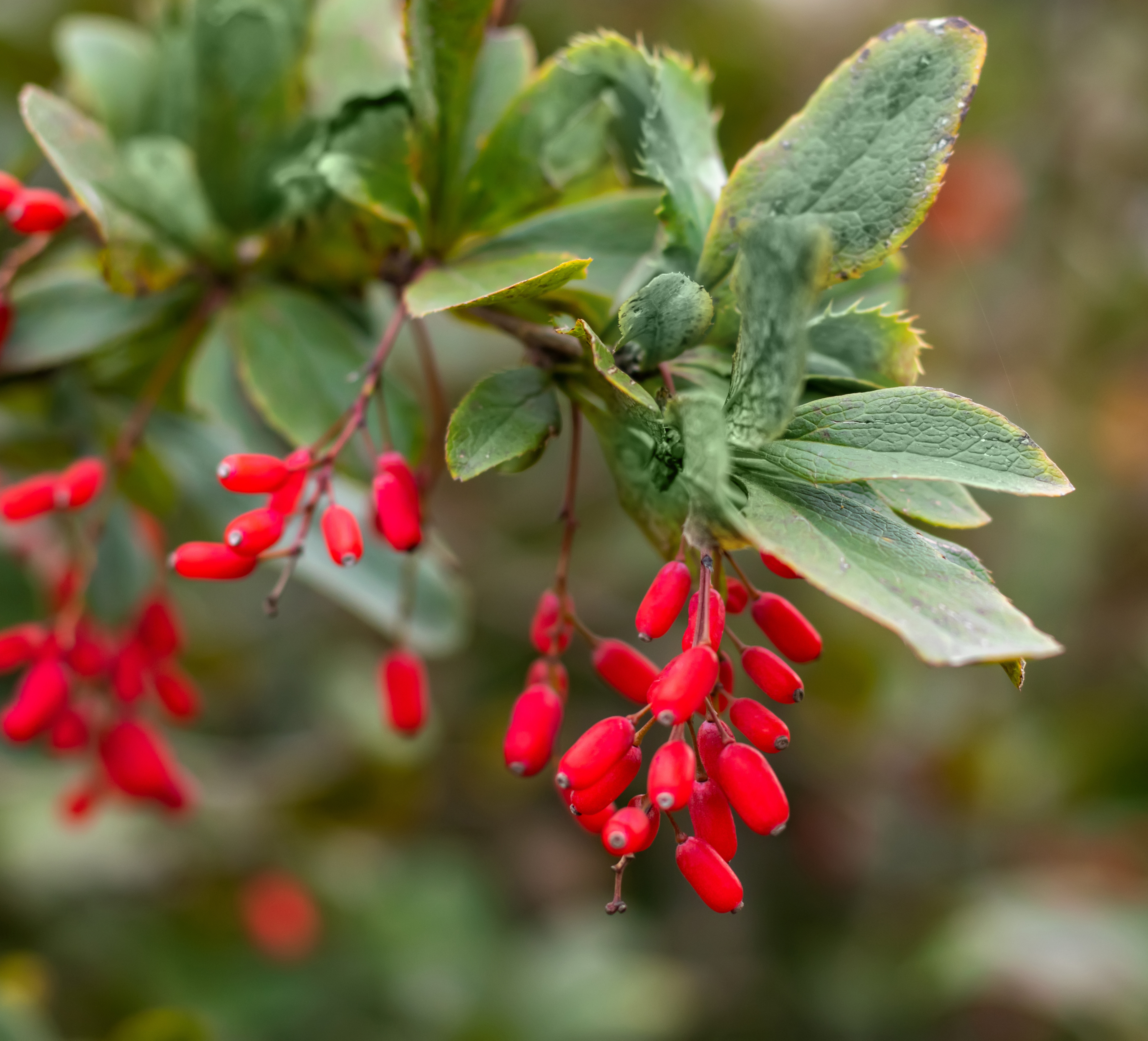 Berberine: Exploring Its Potential Health Benefits  Napiers