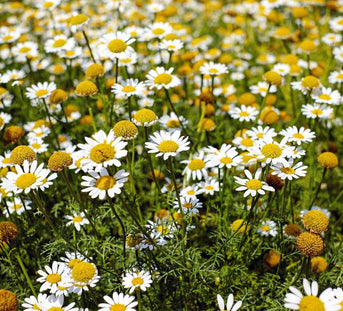 Exploring the Benefits of Chamomile: A Calming Herb for Supporting Wellbeing