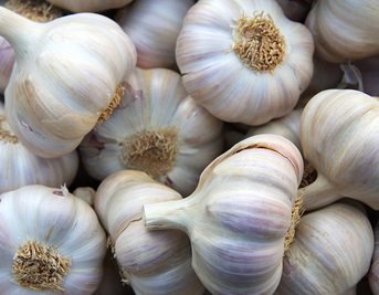 Ten Interesting Things about Garlic