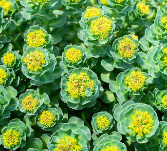Rhodiola Rosea for Stress and Fatigue