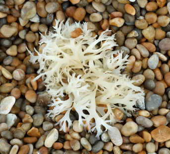 Sea Moss: The Superfood With Surprising Health Benefits