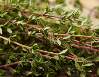 It's thyme to get your skin under control!