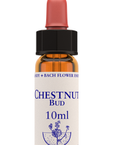 Healing Herbs Chestnut Bud Flower Remedy