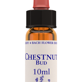 Healing Herbs Chestnut Bud Flower Remedy