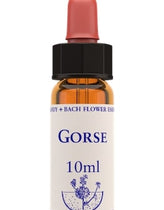 Healing Herbs Gorse Flower Remedy