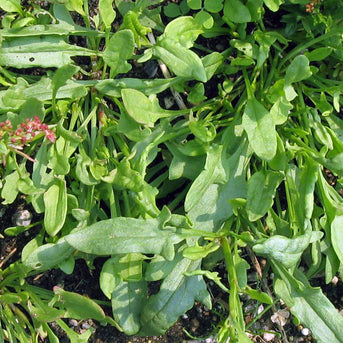 Sheep's Sorrel herb (Rumex acetosella)