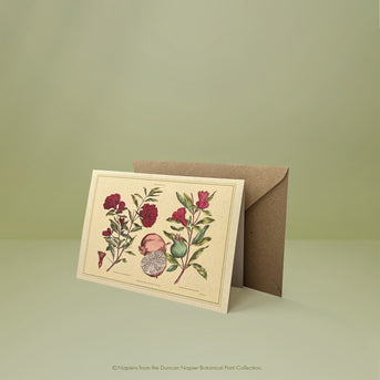 Napiers Botanical Prints