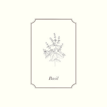 Napiers Basil Essential Oil