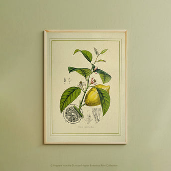 Napiers Botanical Prints