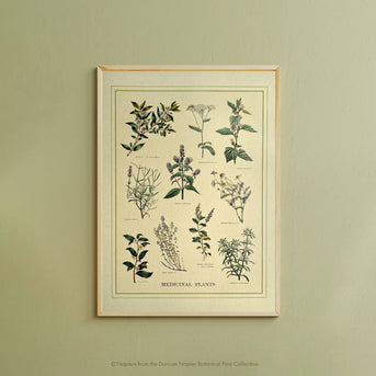 Napiers Botanical Prints