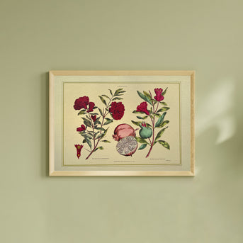Napiers Botanical Prints