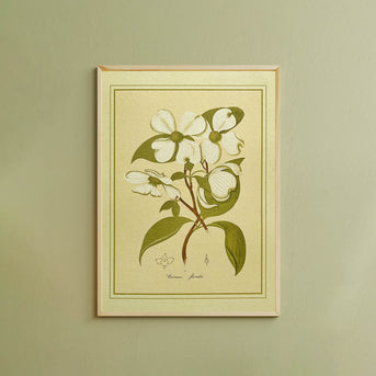 Napiers Botanical Prints