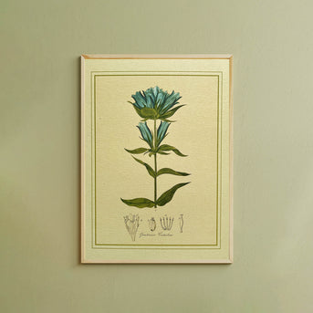 Napiers Botanical Prints