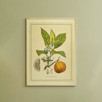Napiers Botanical Prints