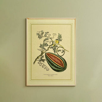Napiers Botanical Prints