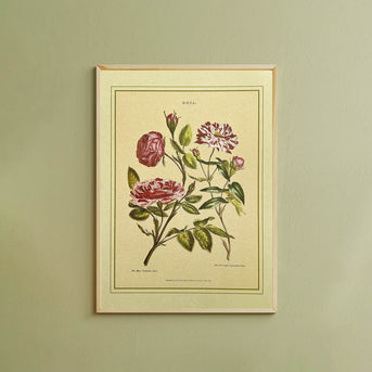 Napiers Botanical Prints