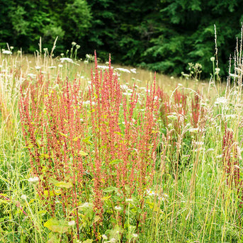 Sheep's Sorrel herb (Rumex acetosella)