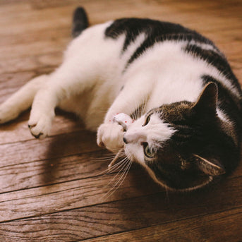 Napiers Organic Catnip Mouse - Napiers