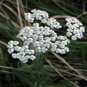 Yarrow Flowers (Achillea millefolium) - Napiers