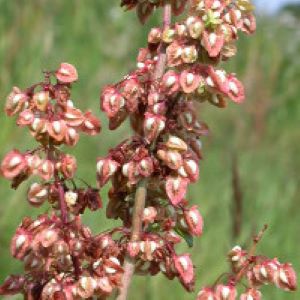 Yellow Dock Root (Rumex crispus) - Napiers