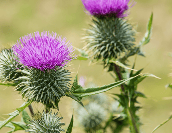 Does Milk Thistle Help with Weight Loss or Detox?