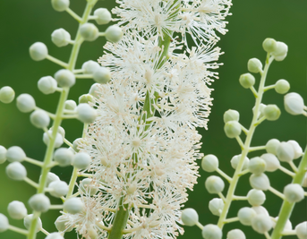 Can You Take Black Cohosh During Menopause?