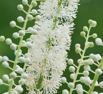 Can You Take Black Cohosh During Menopause?