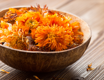Calendula: The Natural Antiseptic You Need to Know About