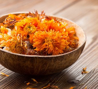 Calendula: The Natural Antiseptic You Need to Know About