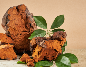 Harnessing The Power of Chaga In Your Daily Routine
