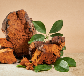 Harnessing The Power of Chaga In Your Daily Routine