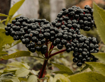 Can Elderberry Really Help Protect Against Winter Bugs?