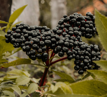 Can Elderberry Really Help Protect Against Winter Bugs?