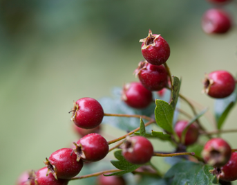Hawthorn Berry and Heart Health