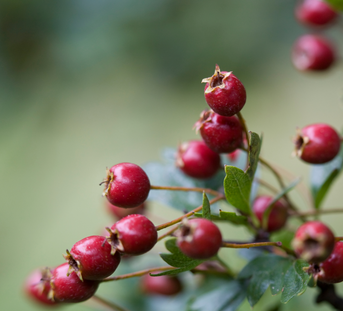 Hawthorn Berry and Heart Health