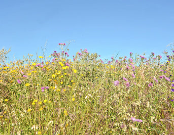 Natural Skincare Solutions to Support Hayfever Symptoms