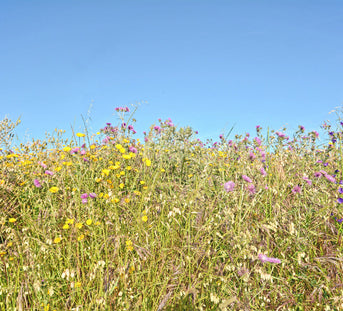 Natural Skincare Solutions to Support Hayfever Symptoms