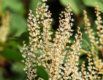 The Power of Resveratrol in Japanese Knotweed