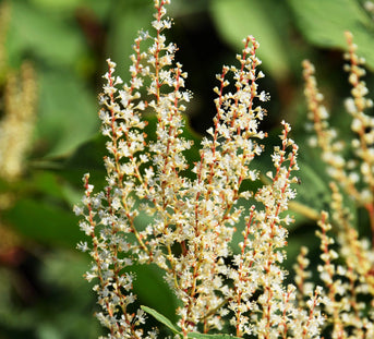 The Power of Resveratrol in Japanese Knotweed