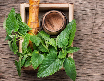 Lemon Balm and Pregnancy