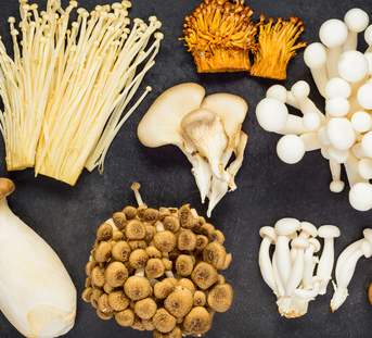 Snow Fungus