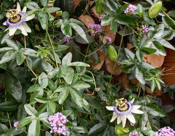 Tackling Anxiety Naturally with Passionflower