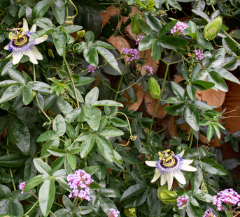 Tackling Anxiety Naturally with Passionflower