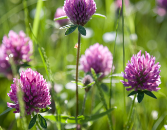Red Clover
