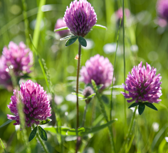 Red Clover