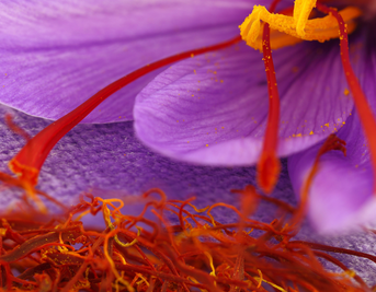 Can Saffron Help Support a Better Night’s Sleep?