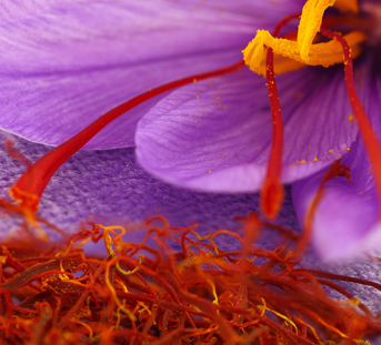 Can Saffron Help Support a Better Night’s Sleep?