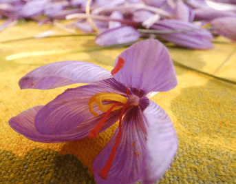 Saffron for Emotional Balance Across the Menstrual Cycle