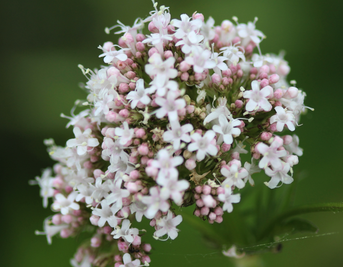 Sleep Herbs Explained: Valerian, Passionflower, Hops & More